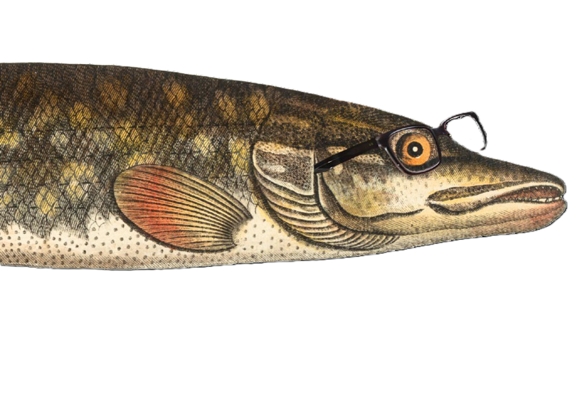 Fisch